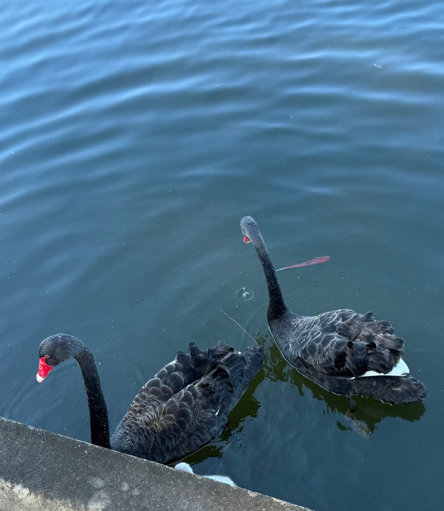 Black swans at Forest Lake.